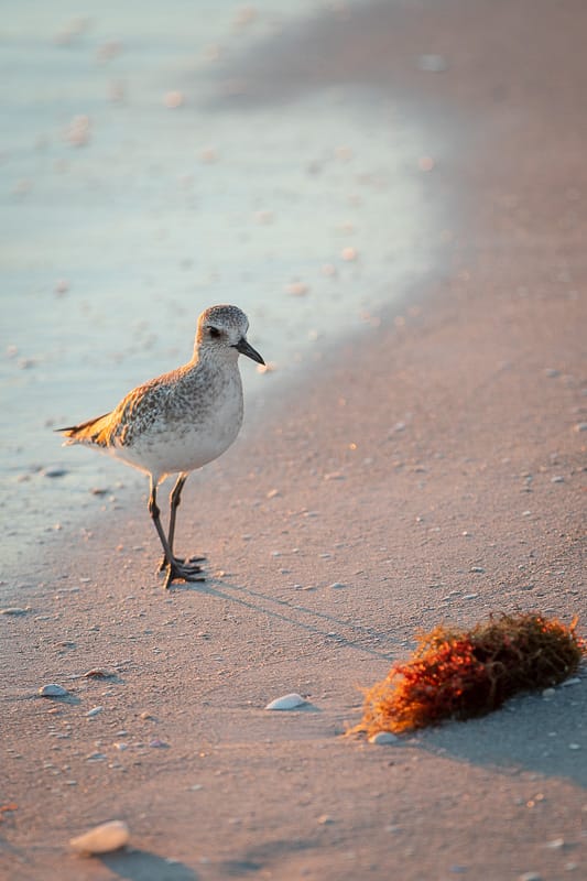 bird on sand